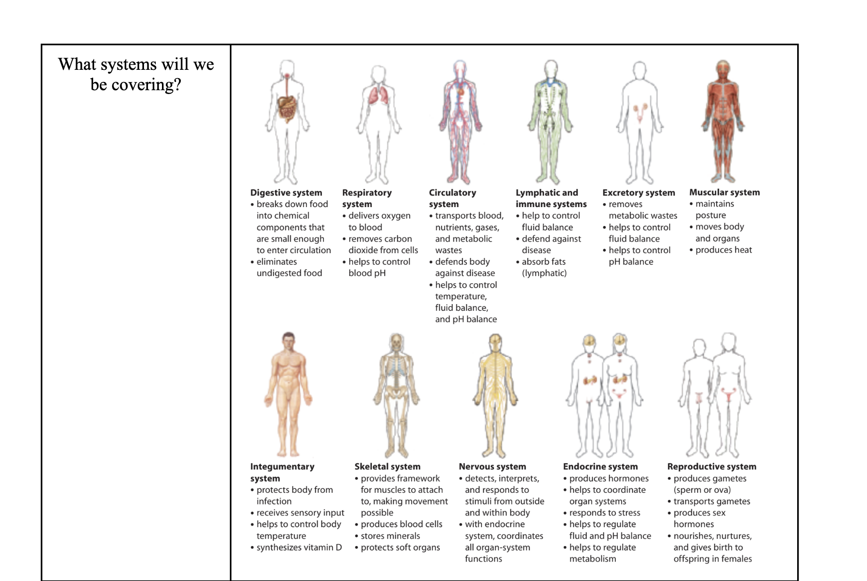 The Digestive System