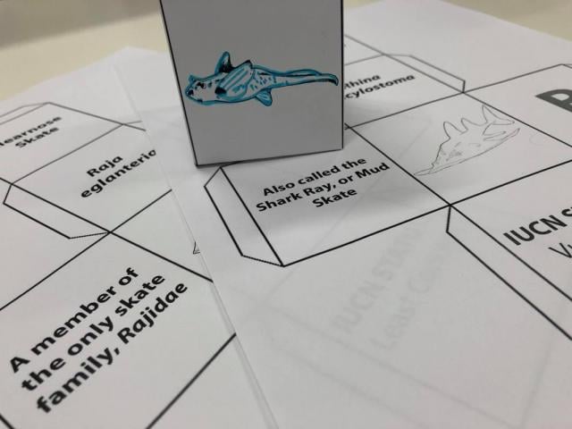 Sharks, Skates, Rays & Chimaeras: Learning Blocks