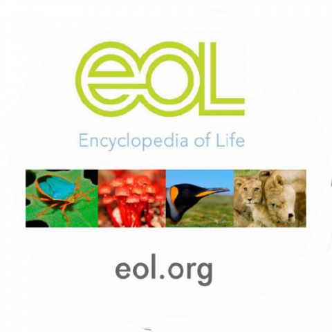 Arctic Tern Migration Google Earth Tour Video and Discussion Questions