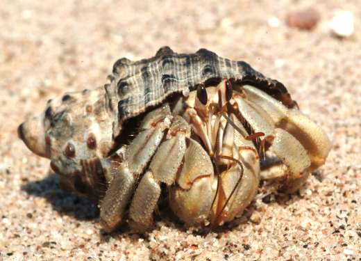 World’s Most Awesome Invertebrate - for ONLINE LEARNING