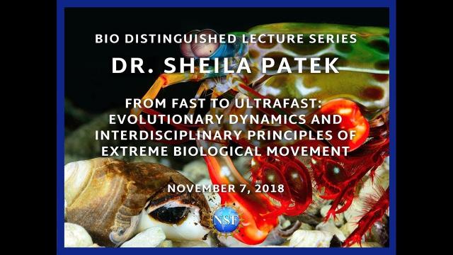 BIO Distinguished Lecture Series – Sheila Patek